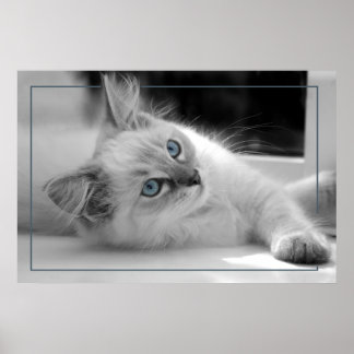 gekleurde ogen, ragdoll kitten poster