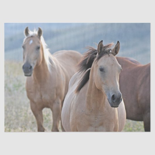gekleurde paarden tissuepapier (Voorkant)