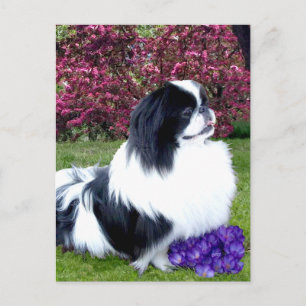 Gekleurde Pekingees Honden Briefkaart