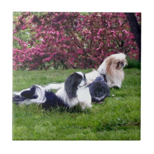 Gekleurde Pekingees Honden Tegeltje
