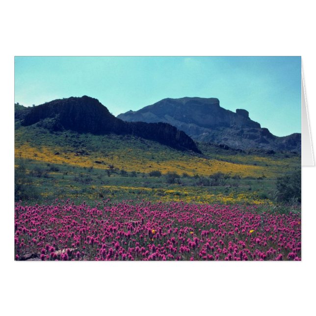 gekleurde slangen (Voorkant Horizontaal)