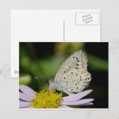 Gekleurde vlinder met scant crème briefkaart (Voorkant / Achterkant)