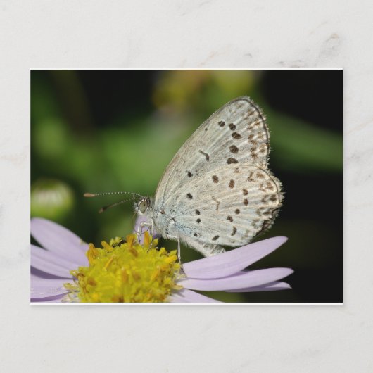 Gekleurde vlinder met scant crème briefkaart (Voorkant)