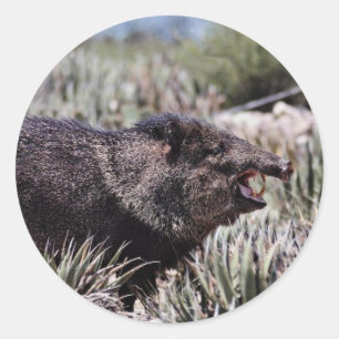 Gekolde peccary (javelina) die tijdens de bloei gl ronde sticker