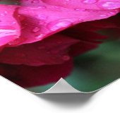 Gekookte rode rozenbloemen en regendruppels poster (Hoek)