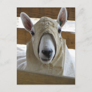 Gekookte schapen 1 briefkaart