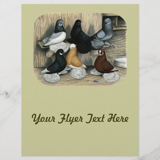 Gekraagde Tuimelaar Duiven Flyer (Voorkant)