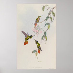 Gekraagde Visorbaar Kolibrie Augastes lumachella Poster