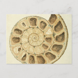 Gekristalliseerde Schelp Mineralogie Illustratie Briefkaart