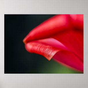 Gekrulde Rode Tulp Bloemblad Natuurfoto Poster