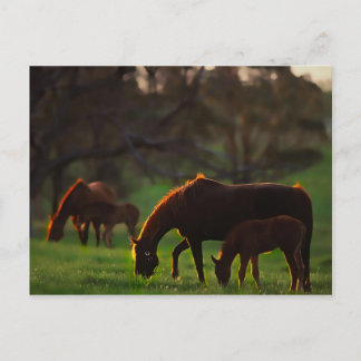 Gekuste zon briefkaart