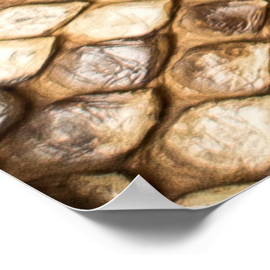 Gekweekte python skinpython, huid, slang, reticula poster (Hoek)