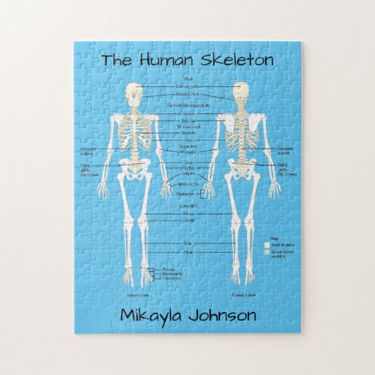 Gelabeld Humaan Skeleton Puzzle Legpuzzel (Verticaal)
