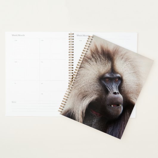 Gelada Baboon, Éthiopie (Devant avec enveloppe)