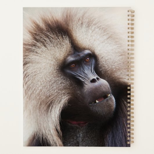 Gelada Baboon, Éthiopie (Dos)