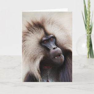 Gelada Baboon, Ethiopië Kaart