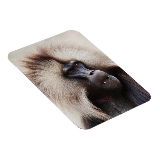 Gelada Baboon, Ethiopië Magneet (Rechterzijde)