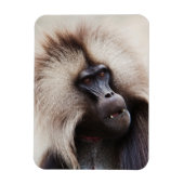 Gelada Baboon, Ethiopië Magneet (Verticaal)