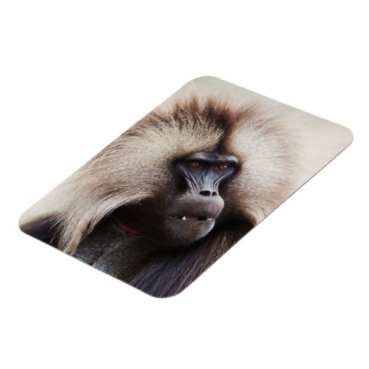 Gelada Baboon, Ethiopië Magneet (Linkerzijde)