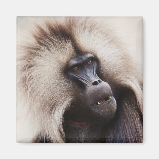 Gelada Baboon, Ethiopië Magneet (Voorkant)