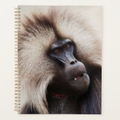 Gelada Baboon, Ethiopië Planner (Voorkant)