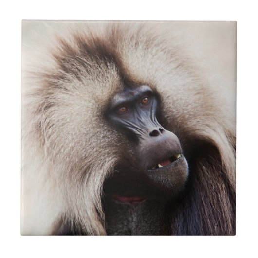 Gelada Baboon, Ethiopië Tegeltje (Voorkant)