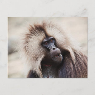 Gelada baviaan, Ethiopië Briefkaart