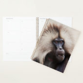 Gelada baviaan, Ethiopië Planner (Display)