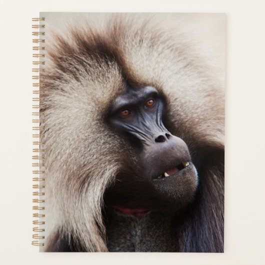 Gelada baviaan, Ethiopië Planner (Voorkant)