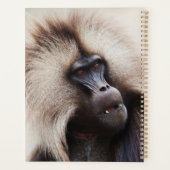 Gelada baviaan, Ethiopië Planner (Achterkant)