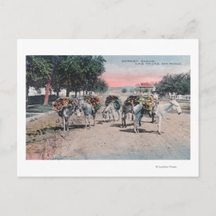 Geladen Donkeys in StreetLas Vegas, NM Briefkaart