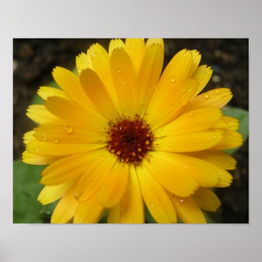 Gele Afrikaantje Macro Print (Voorkant)
