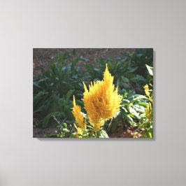 Gele Astilbe bloem Canvas Afdruk