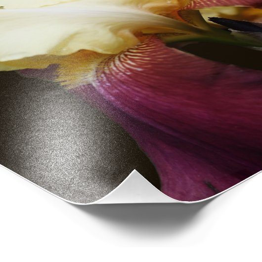 Gele baardIris Bloem 8x10 Foto Afdruk (Hoek)