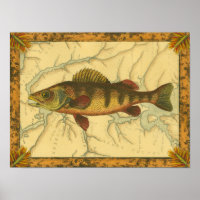 Gele baars op kaart