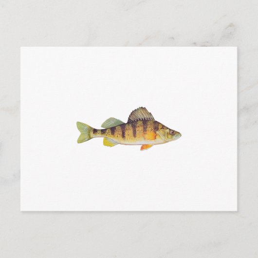 Gele baars (zonder titel) briefkaart (Voorkant)