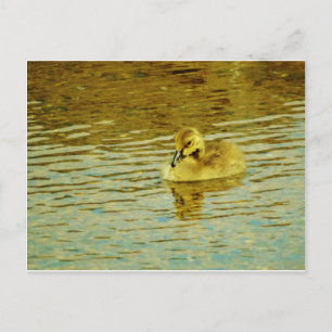 Gele baby gans in water briefkaart