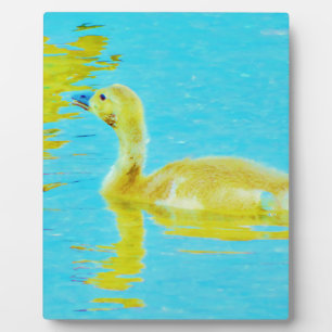 Gele Baby gans met lichtblauw water Fotoplaat