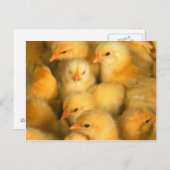 Gele Baby kippen Briefkaart (Voorkant / Achterkant)