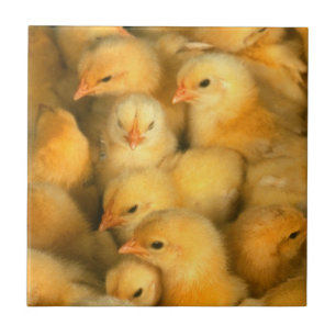 Gele Baby kippen Tegeltje