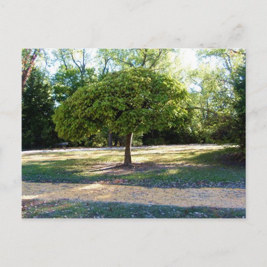 gele baksteen weg 2 Briefkaart (Voorkant)