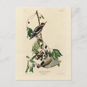 Gele-bellied sachker, Audubon Birds of America Briefkaart