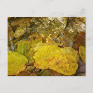 Gele Birch Leaves in Stream Briefkaart