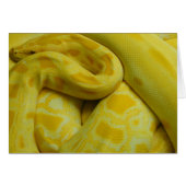 Gele Birmese Python (Voorkant Horizontaal)