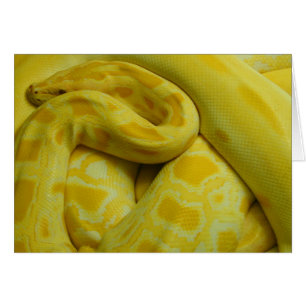 Gele Birmese Python