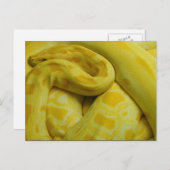 Gele Birmese Python Briefkaart (Voorkant / Achterkant)