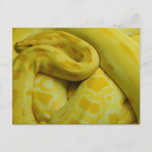 Gele Birmese Python Briefkaart