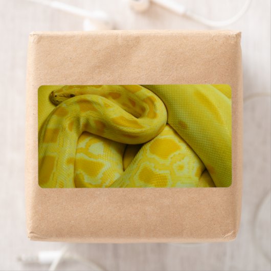 Gele Birmese Python Etiket (Insitu)