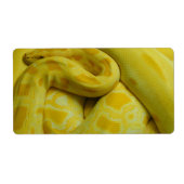 Gele Birmese Python Etiket (Voorkant)
