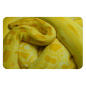 Gele Birmese Python Magneet (Horizontaal)